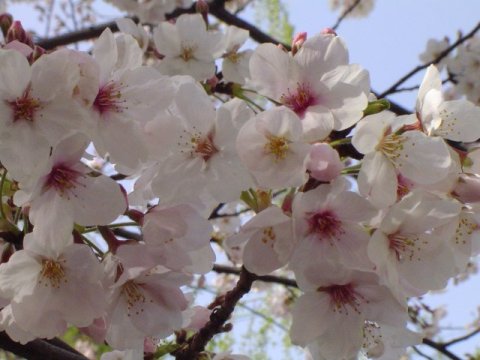 gros plan sur les fleurs de cerisier